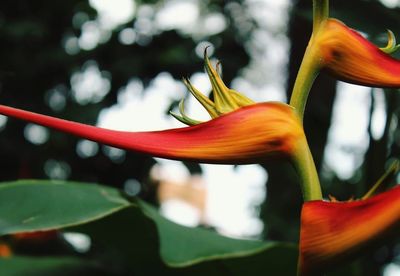 flowering plant