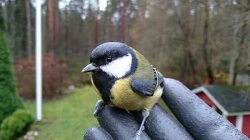 Close-up of bird perching on railing