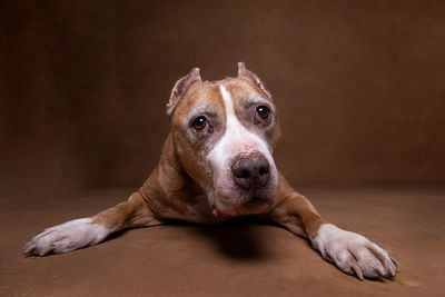 Portrait of dog relaxing on floor