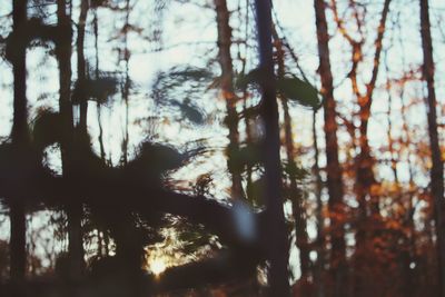 Trees in forest