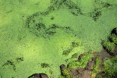 Full frame shot of crocodile on moss