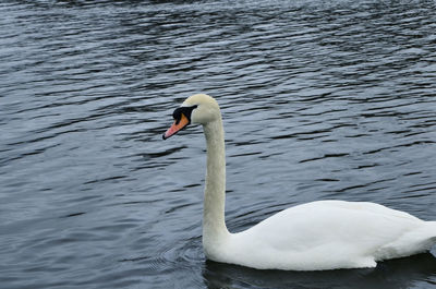 Swan swimming on lake