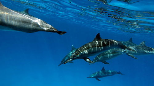 Dolphins. spinner dolphin. stenella longirostris is a small dolphin