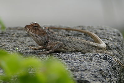 Close-up of lizard