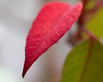 Close-up of red rose flower