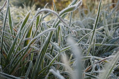 Close-up of plants growing in field