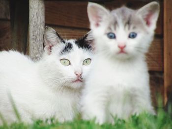 Portrait of cat with kitten