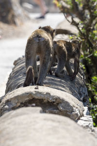 Monkey on rock