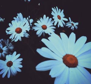 Close-up of white daisy