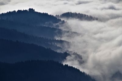 Low angle view of trees against sky