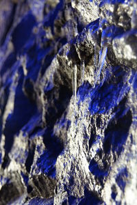Close-up of tree trunk