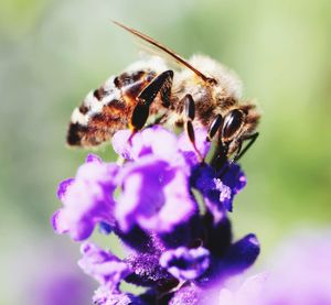 Close-up of honey bee on flower