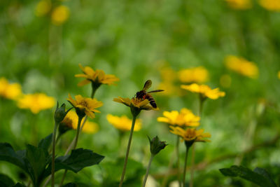 Close-up of insect on yellow flower