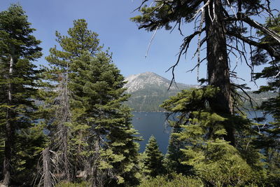 Pine trees by lake against sky