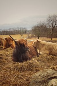 View of highland cattle on field against sky