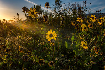 Yellow flowers blooming on field during sunset