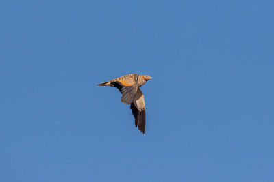 Low angle view of eagle flying in sky