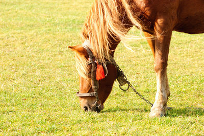 Horse grazing in a field