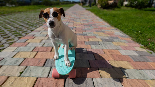 Portrait of dog standing on footpath