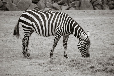 Zebra grazing on field