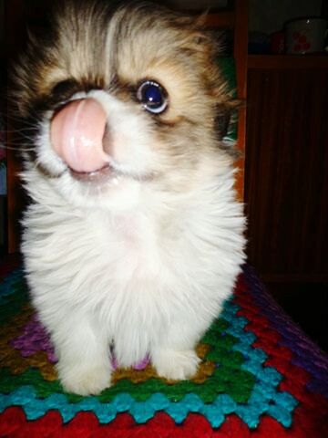 CLOSE-UP OF KITTEN LOOKING DOWN