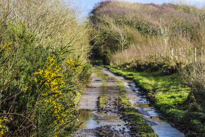 Road amidst plants and trees against sky