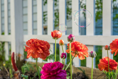 Close-up of flowers blooming outdoors