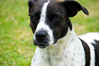 Close-up portrait of a dog