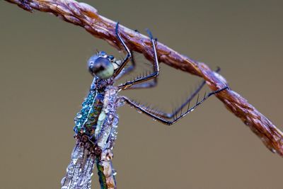 Close-up of wet dragonfly