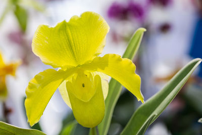 Close-up of yellow flowering plant