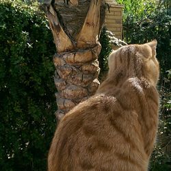 Dog on tree trunk