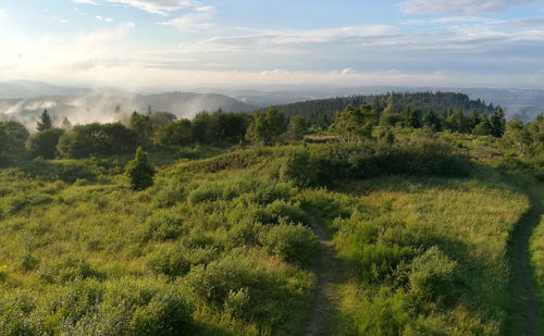 Scenic view of forest against sky