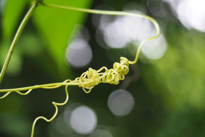 Close-up of green plant