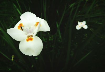 Close-up of white flowers blooming outdoors