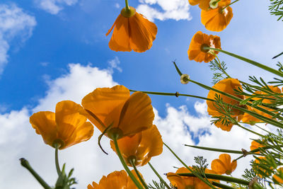 Low angle view of yellow flowers blooming against sky