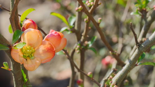 Close-up of red berries on tree