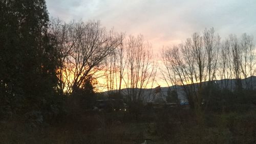 Silhouette bare trees in forest against sky during sunset