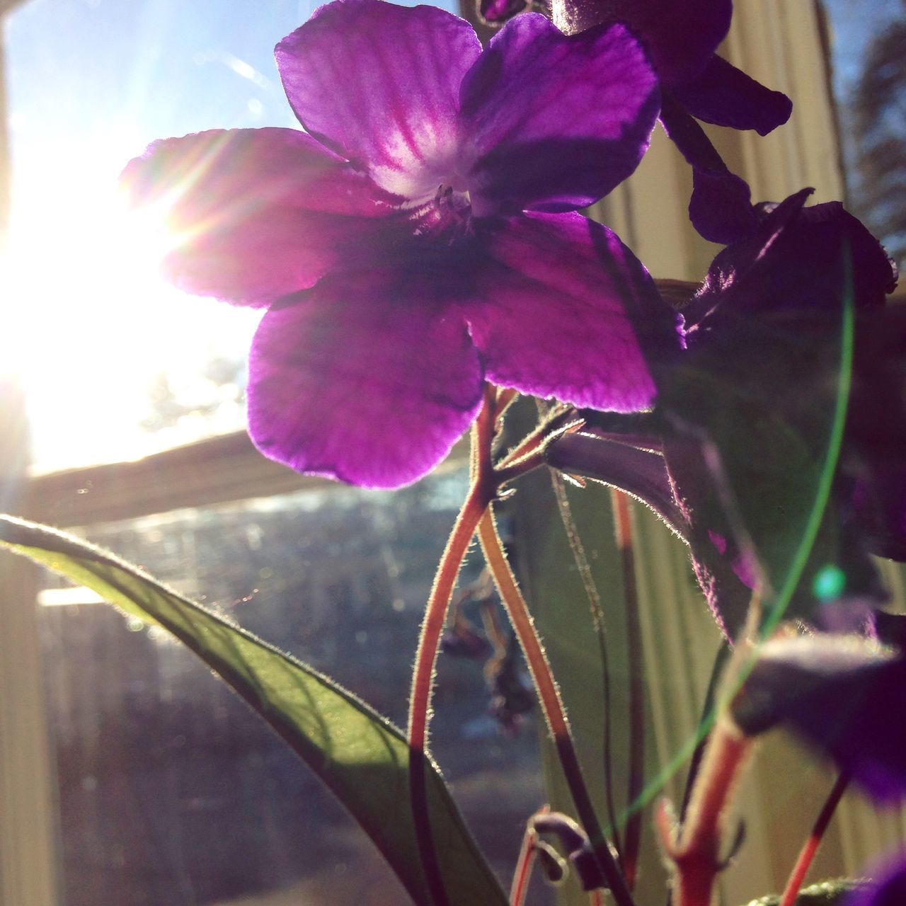 flower, freshness, fragility, petal, growth, flower head, beauty in nature, close-up, plant, nature, focus on foreground, blooming, stem, pink color, in bloom, sunlight, single flower, leaf, day, outdoors