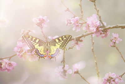 Close-up of pink cherry blossoms