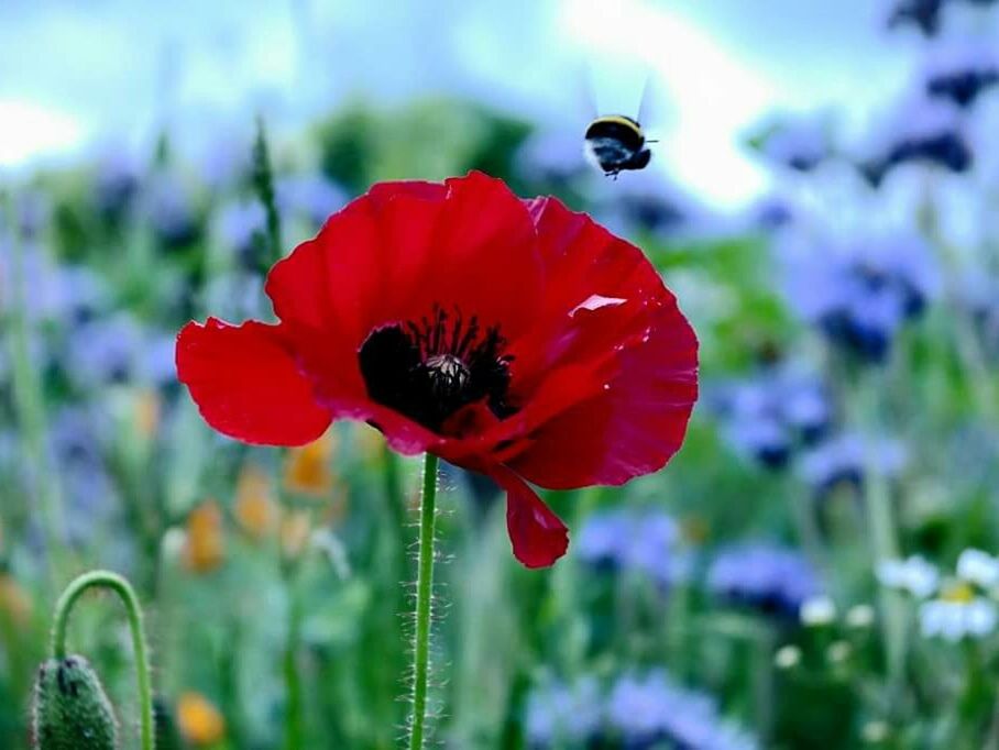 flower, freshness, petal, fragility, flower head, growth, focus on foreground, beauty in nature, red, blooming, plant, poppy, close-up, nature, stem, pollen, single flower, in bloom, field, day