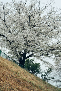 Close-up of cherry blossom tree on landscape