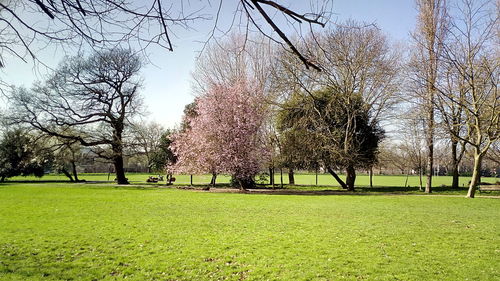 Trees on landscape against clear sky