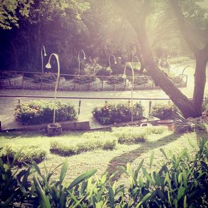 Plants and trees in park