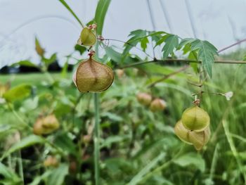 Close-up of fruit growing on plant