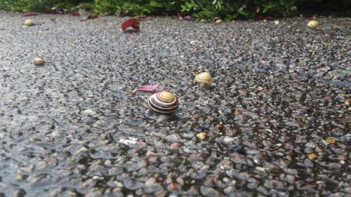 Close-up of stones in sea