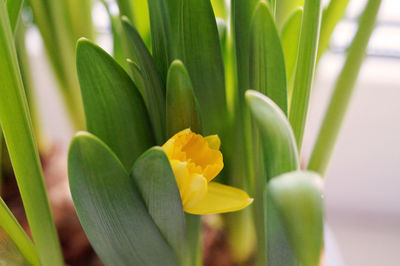 Close-up of yellow flowers