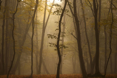 Trees in forest