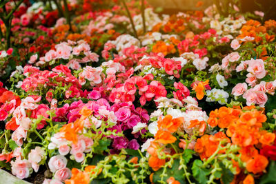 Close-up of flowering plants