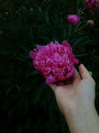 Close-up of hand holding pink flower