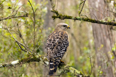 Red-shouldered hawk in corkscrew swamp in florida